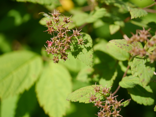 Spiraea canescens, photograph 1
