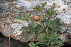 Rosa khasautensis