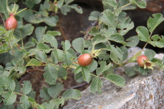 Rosa khasautensis
