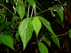Piper hispidum