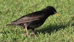Sturnus vulgaris