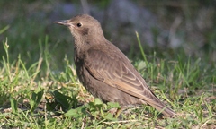 Sturnus vulgaris