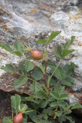 Rosa khasautensis