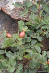 Rosa khasautensis