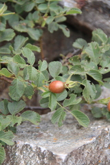 Rosa khasautensis