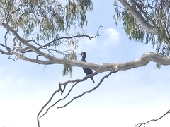 Phalacrocorax carbo novaehollandiae