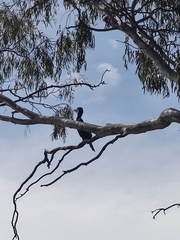 Phalacrocorax carbo novaehollandiae