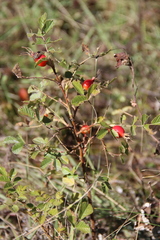 Rosa khasautensis