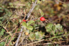 Rosa khasautensis