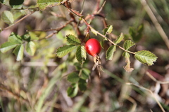 Rosa khasautensis
