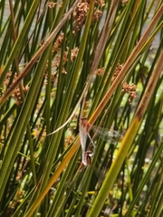 Xanthagrion erythroneurum