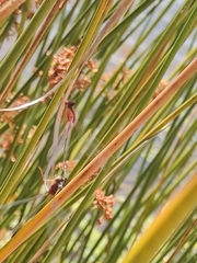 Xanthagrion erythroneurum
