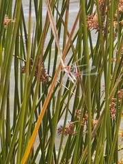 Xanthagrion erythroneurum