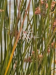 Xanthagrion erythroneurum