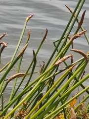 Xanthagrion erythroneurum