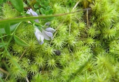 Breutelia chrysocoma