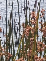Xanthagrion erythroneurum