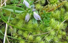 Breutelia chrysocoma