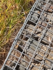 Orthetrum caledonicum