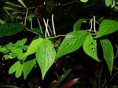 Piper hispidum