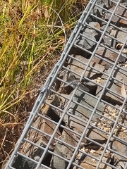 Orthetrum caledonicum