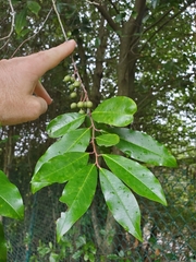 Prunus caroliniana