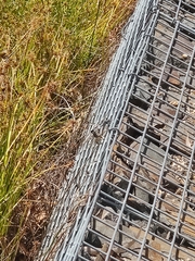 Orthetrum caledonicum