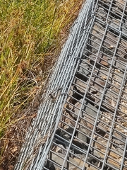 Orthetrum caledonicum