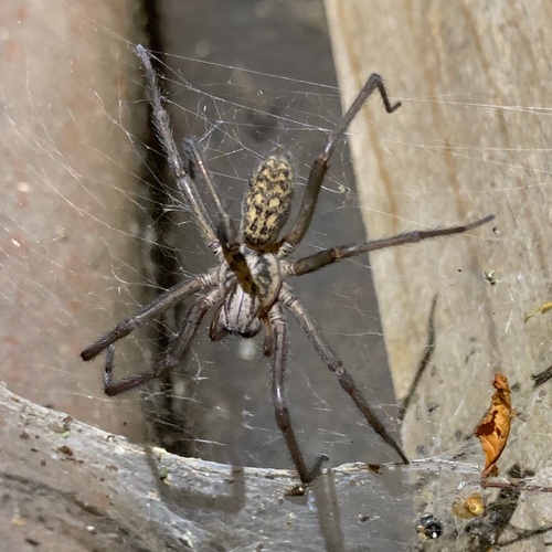 Giant House Spider, Amsterdam, Oude Haagseweg, photo 7 of 10