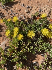 Chasmatophyllum willowmorense