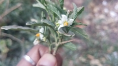 Solanum pseudocapsicum image