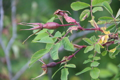 Rosa oxyodon