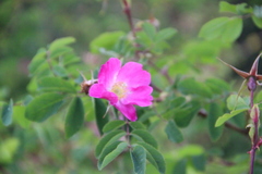 Rosa oxyodon
