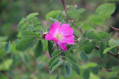 Rosa oxyodon