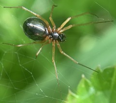 Microlinyphia pusilla