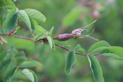 Rosa oxyodon