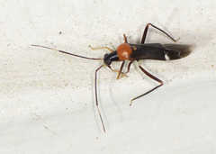 Pseudoxenetus regalis