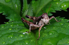 Melanoplus mancus