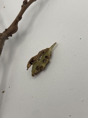 Callirhytis frequens