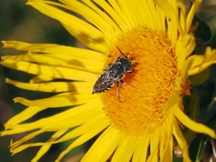 Coelioxys afer