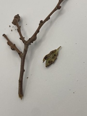 Callirhytis frequens