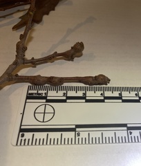 Callirhytis frequens