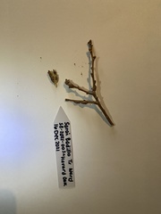 Callirhytis frequens