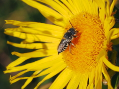 Coelioxys afer
