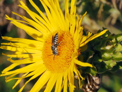 Coelioxys afer