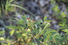 Rosa marschalliana