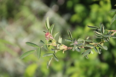 Rosa marschalliana
