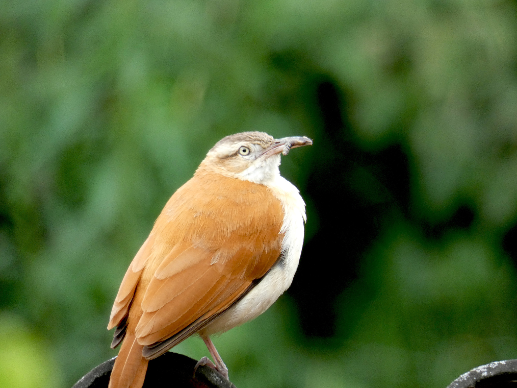 Furnarius leucopus image