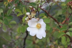 Rosa marschalliana