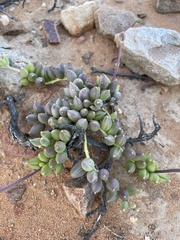 Curio radicans